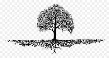 Root hair Tree Root cause Soil - roots clipart 