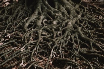 Root of the Great Beech
