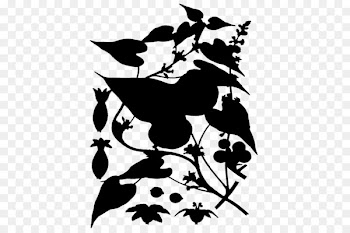 Root Plants Herbaceous plant Dioscorea communis Leaf -  