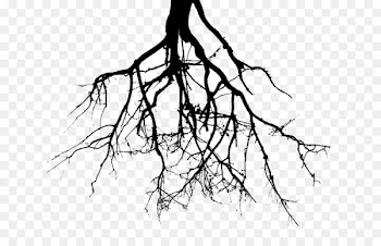 Root Tree Drawing Clip art - root 