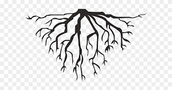 Root - Tree Roots
