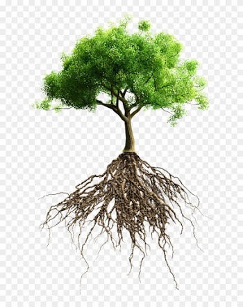 Root Tree Stock Photography Stock - Big Tree With Roots