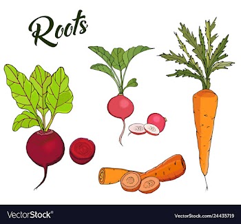 Root vegetables beets carrots vector image