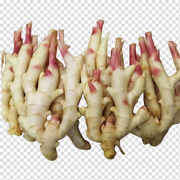 Root Vegetables Ginger Tuber, Yellow ginger transparent background PNG clipart