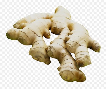 Root Vegetables Tuber Galangal -  