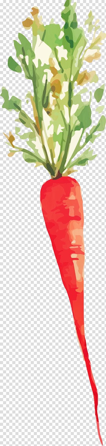 Root Vegetables Watercolor painting Carrot, Hand-painted carrot transparent background PNG clipart