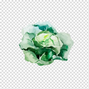 Root Vegetables Watercolor painting Illustration, Drawing cabbage transparent background PNG clipart