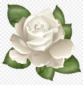Rosa Bianca - White Rose Illustration