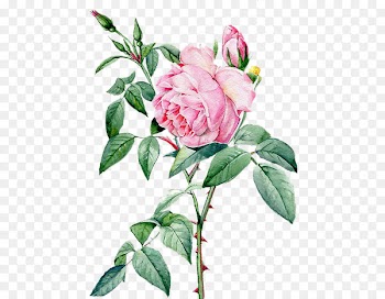 Rosa chinensis Beach rose Landscape architecture - Beautiful hand-painted peony flower material 