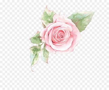Rosa chinensis Beach rose u82b1u89e3u8a9e - Pink rose flower 