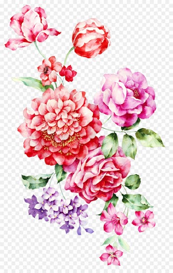 Rosa chinensis Garden roses Centifolia roses Flower - Hand-painted flowers 
