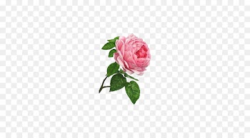 Rosa chinensis Rosa multiflora Watercolor painting Garden roses - Fig white rose 