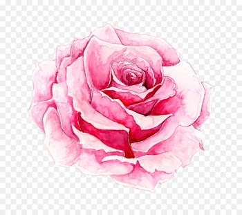 Rosa chinensis Watercolor painting Pink - Painted pink rose 