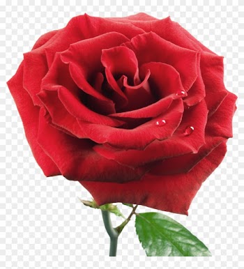 Rosa Clip Art - Love Photo Frames For Photoshop