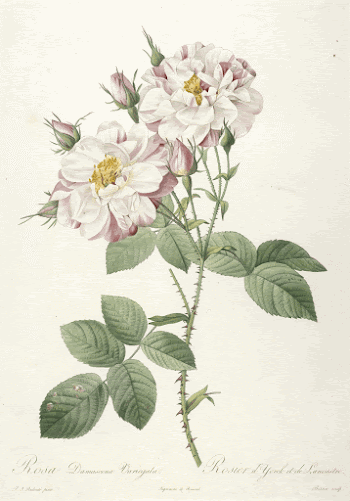 Rosa damascene variegata (Rosebush of York | Free Photo - rawpixel
