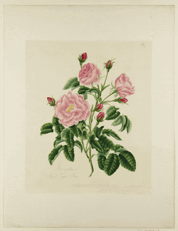 Rosa gallica (1796) painting in high | Free Photo - rawpixel
