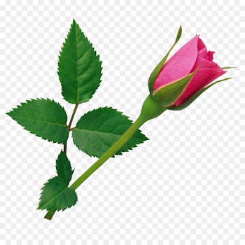 Rosa gallica Damask rose Flower Pink - Rose 