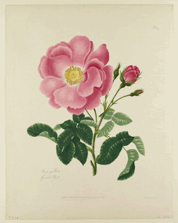 Rosa gallica (Gallic Rose) (1798) | Free Photo - rawpixel
