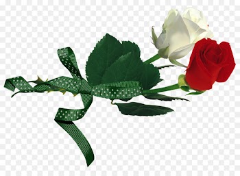 Rosa gallica Rosa xd7 alba White Red - Red and white roses 