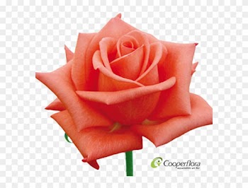 Rosa Greta - Garden Roses