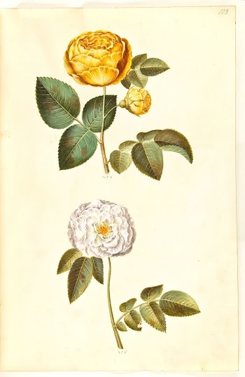 Rosa hemisphaerica (sulphur yellow rose);Rosa | Free Photo - rawpixel