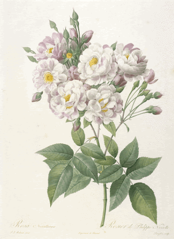 Rosa noisettiana (Rosebush of Philippe | Free Photo - rawpixel