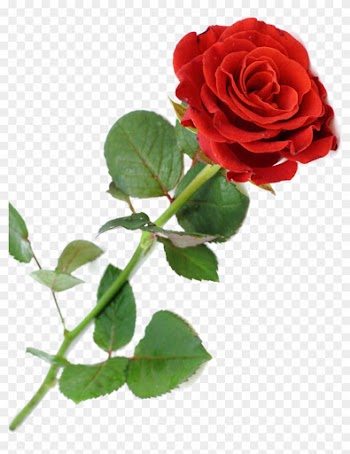 Rosa Vermelha Linda 1358588547 59 - Most Beautiful Single Rose