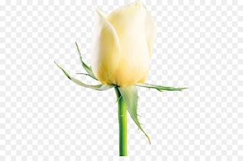 Rosa xd7 alba Garden roses Flower - White roses 