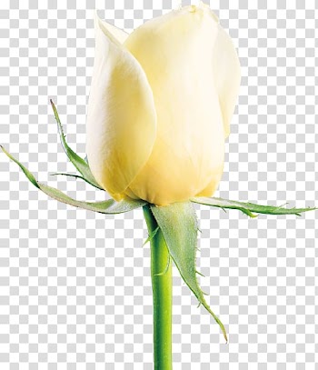 Rosa xd7 alba Garden roses Flower, White roses transparent background PNG clipart