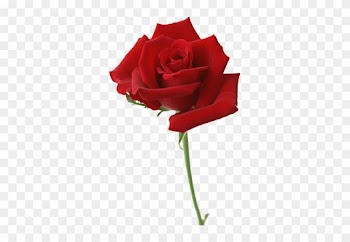 Rosas Png - Simple Red Rose