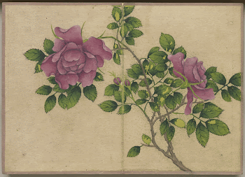 Rose (18th Century) painting in high | Free Photo - rawpixel