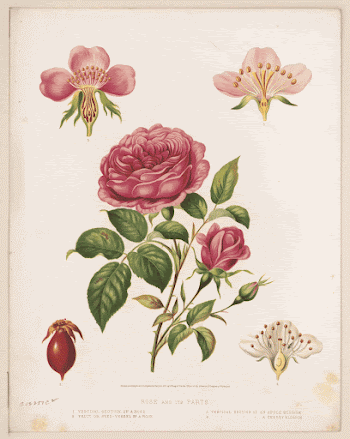Rose and its parts (1872) | Free Photo - rawpixel