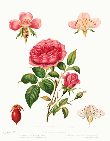 Rose and its parts (1872) in high resolution by L. Prang & Co. Original from The Library of Congress. Digitally enhanced by rawpixel.