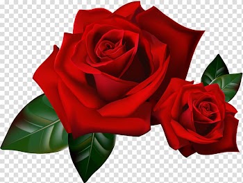 Rose Animation Gfycat, rose transparent background PNG clipart