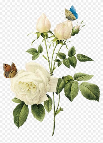 Rose Arranging Cut Flowers Encapsulated Postscript - White Rose Png
