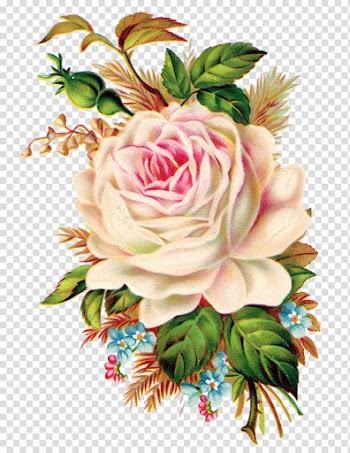 Rose Art , botanical flowers transparent background PNG clipart