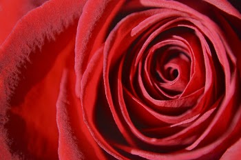 Rose background, aesthetic close up design | Free Photo - rawpixel