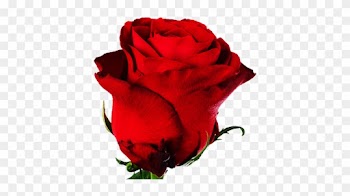 Rose Berry - Rose Rhodos