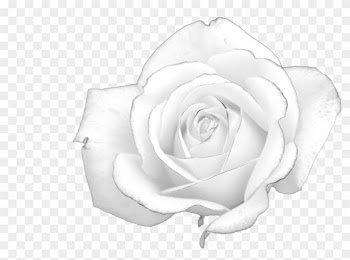 Rose Black And White - White Rose Hunger Games