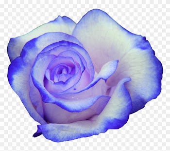 Rose Bleu - Rose Bleu Et Rose