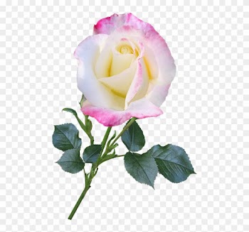 Rose, Bloom, Flower, Stem, Nature, Romantic - Flower