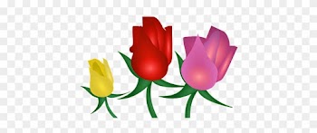 Rose, Blumen, Natur, Blüte, Garten, Rosa - Rose