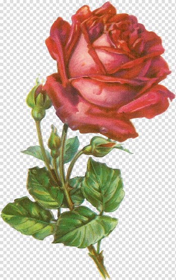 Rose Botanical illustration Botany , rose transparent background PNG clipart