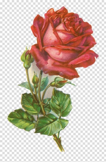 Rose Botanical illustration , rose transparent background PNG clipart