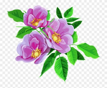 Rose Bouquet Cli̇part Transparent - Wild Rose Flower