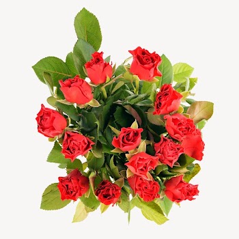 Rose bouquet isolated image on white | Free Photo - rawpixel