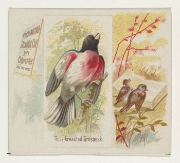 Rose-breasted Grosbeak, from the Song | Free Photo - rawpixel