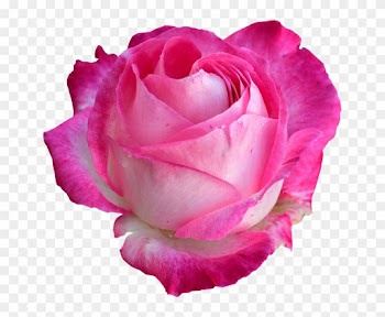 Rose, Bright Rose, Rose Png - Transparent Rose Png