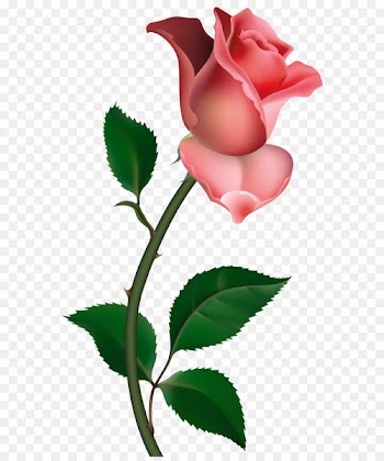 Rose Bud Clip art - Clipart Rose PNG Picture 