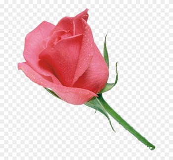 Rose Bunch Pink Free Vector Graphic On Pixabay,flower - Pink Colour Rose Flower